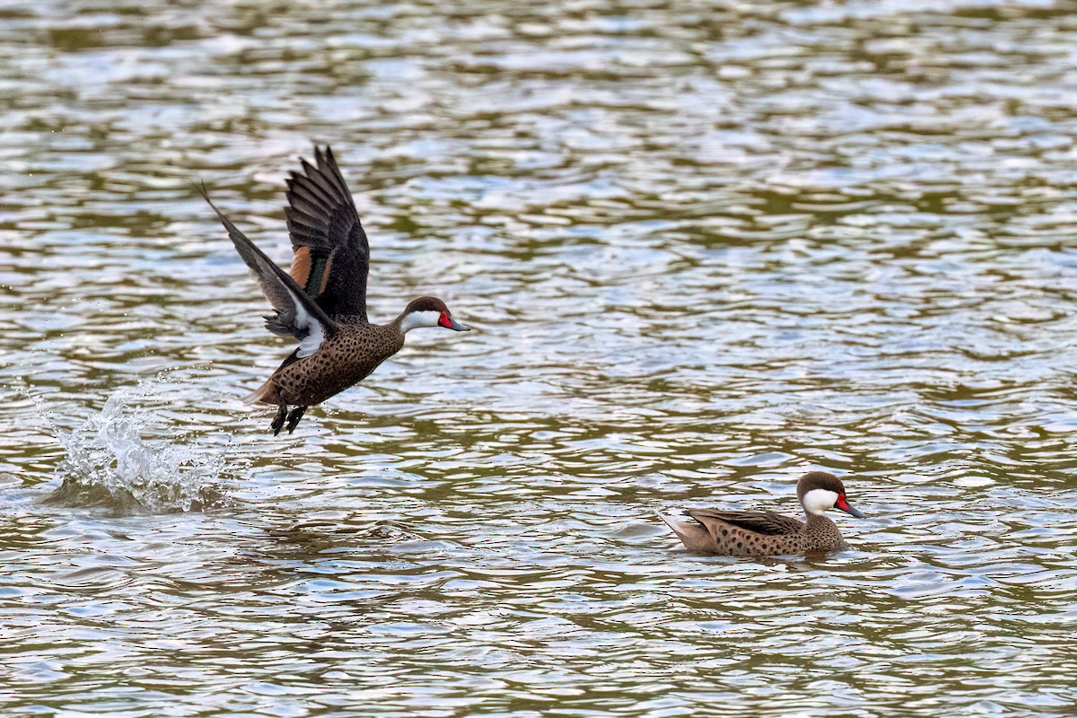 White-cheeked Pintail - ML616066235