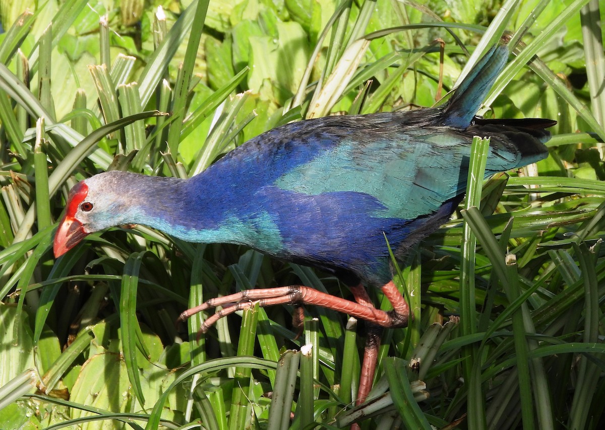 Gray-headed Swamphen - ML616066241