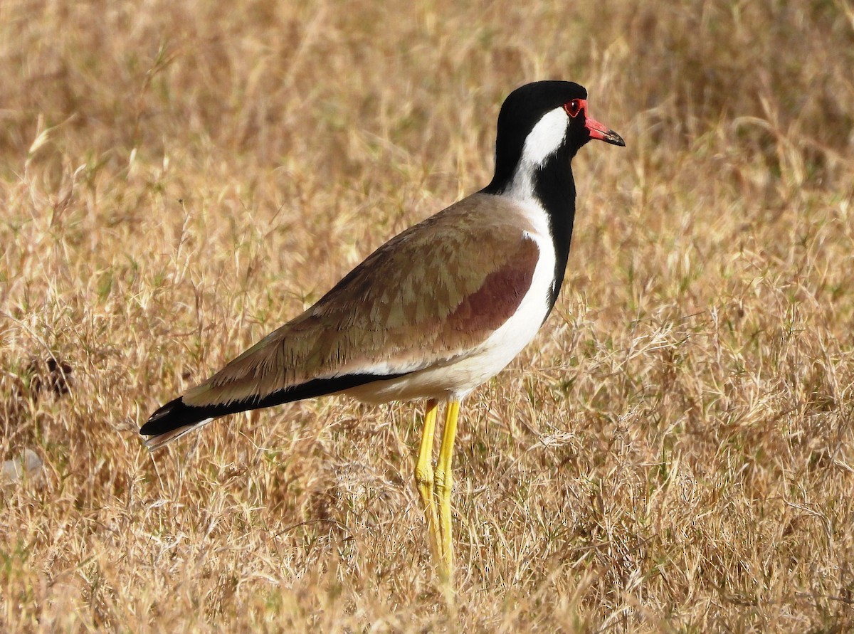 Red-wattled Lapwing - ML616066249