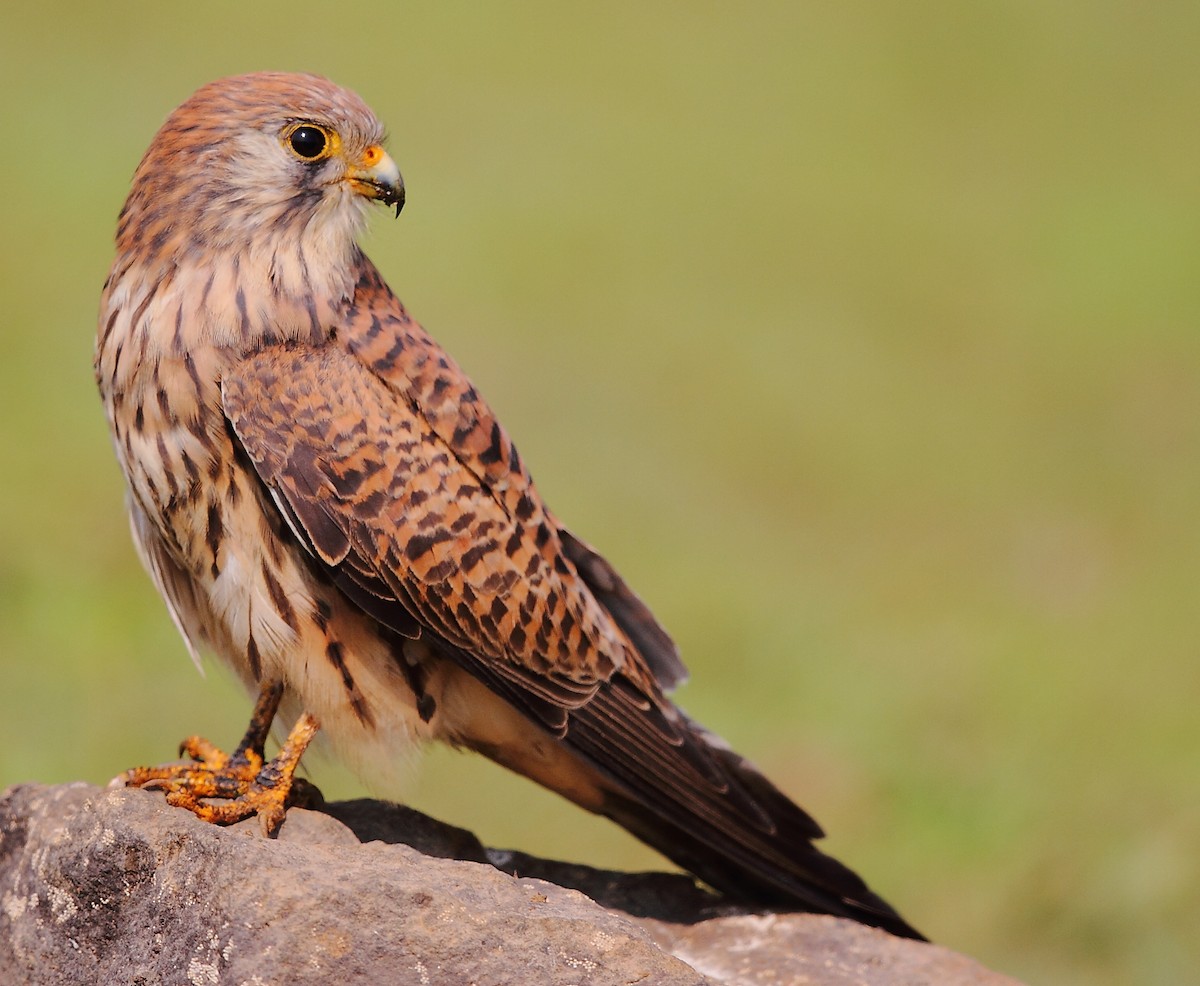 Lesser Kestrel - ML616066251