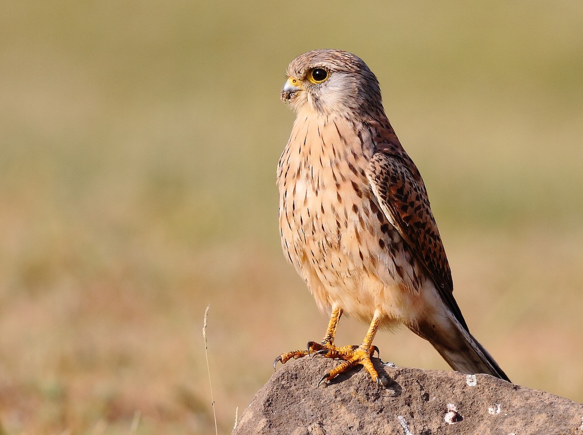 Eurasian Kestrel - ML616066255