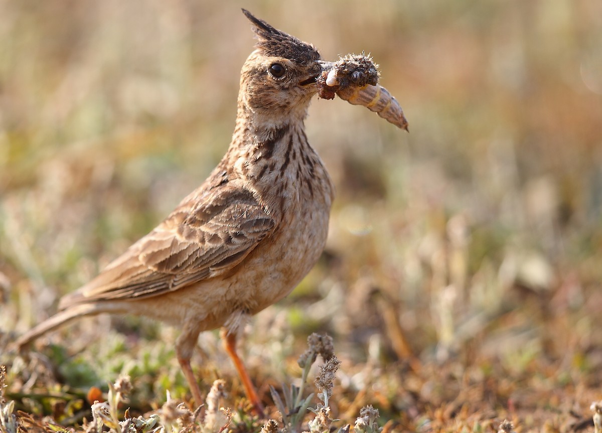 Malabar Lark - ML616066258