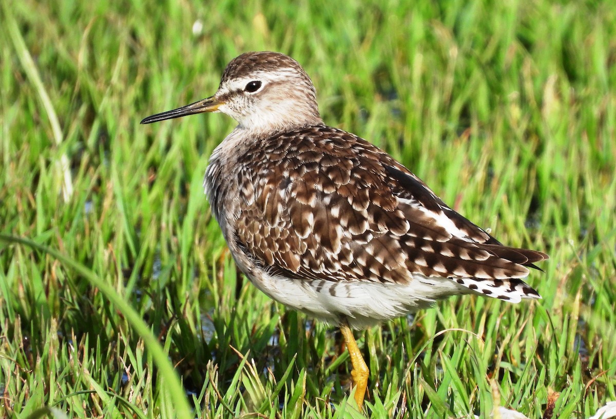 Wood Sandpiper - ML616066263