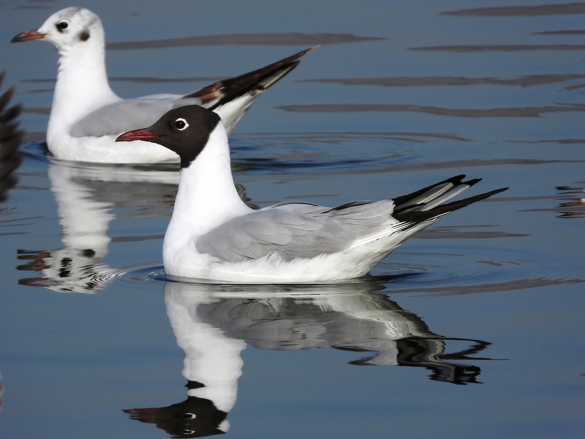 Black-headed Gull - ML616066286