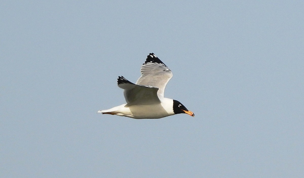 Pallas's Gull - ML616066289