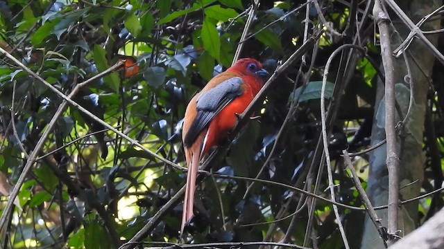 Trogon à tête rouge - ML616066290