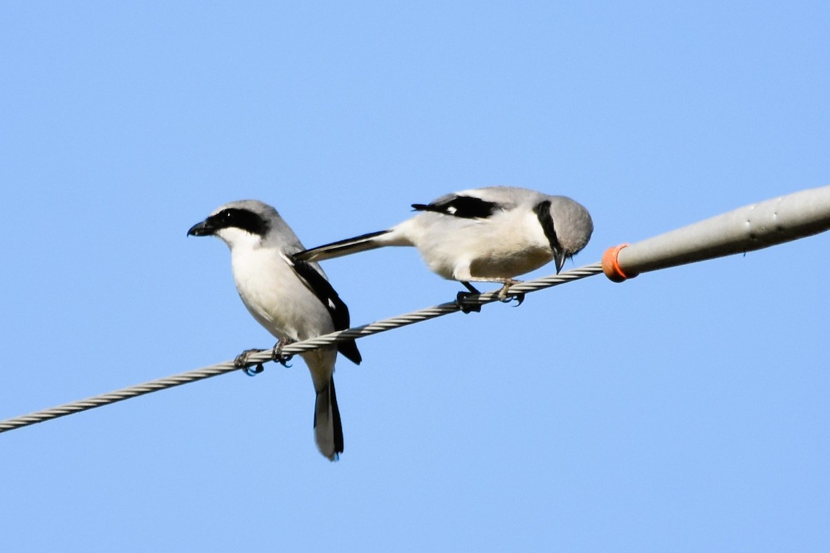 Loggerhead Shrike - ML616066293