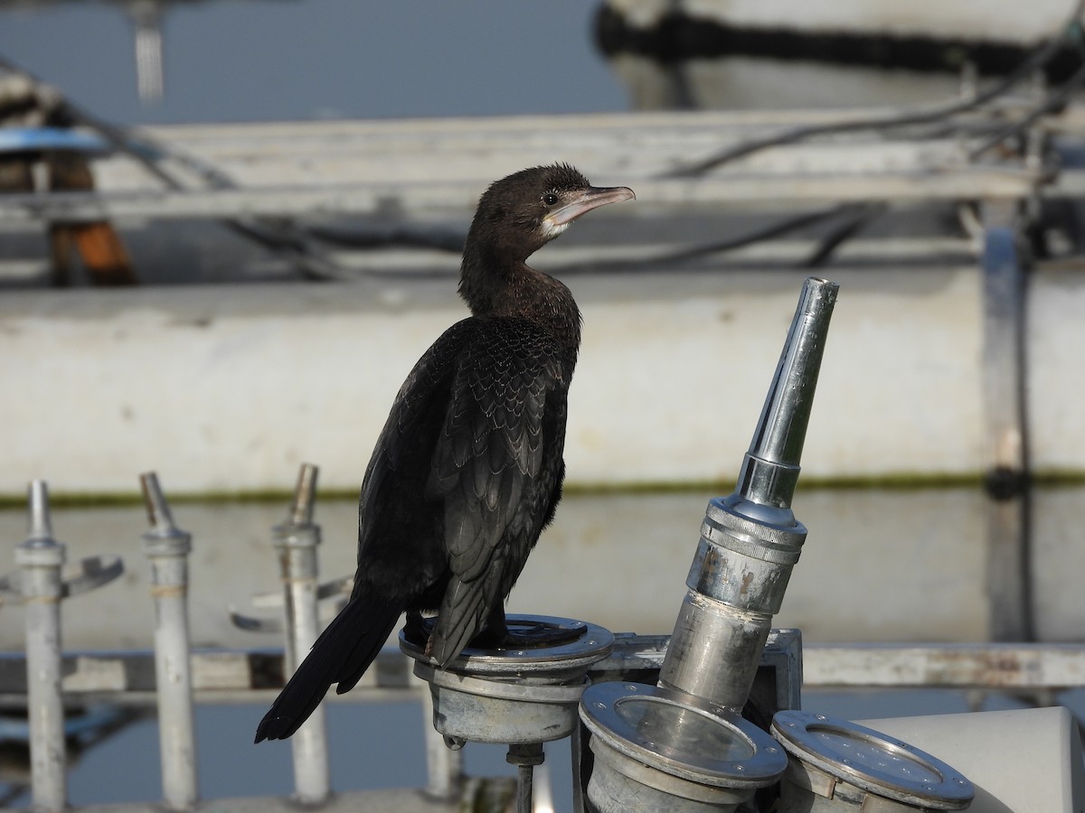 Little Cormorant - ML616066300