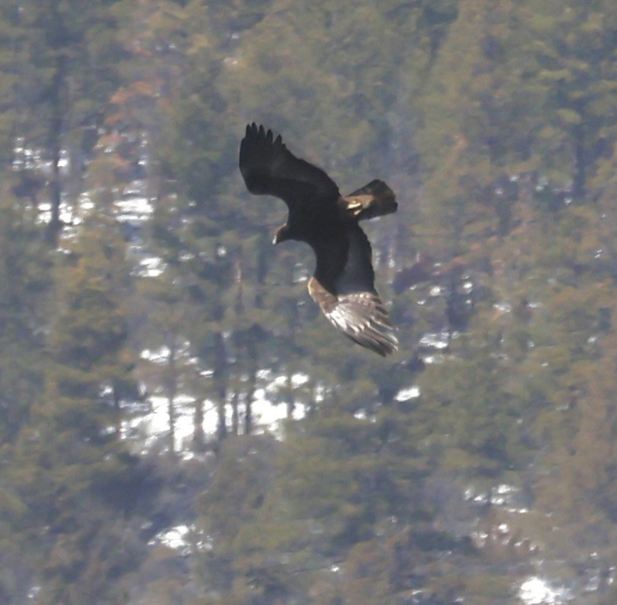 Bald Eagle - ML616066302