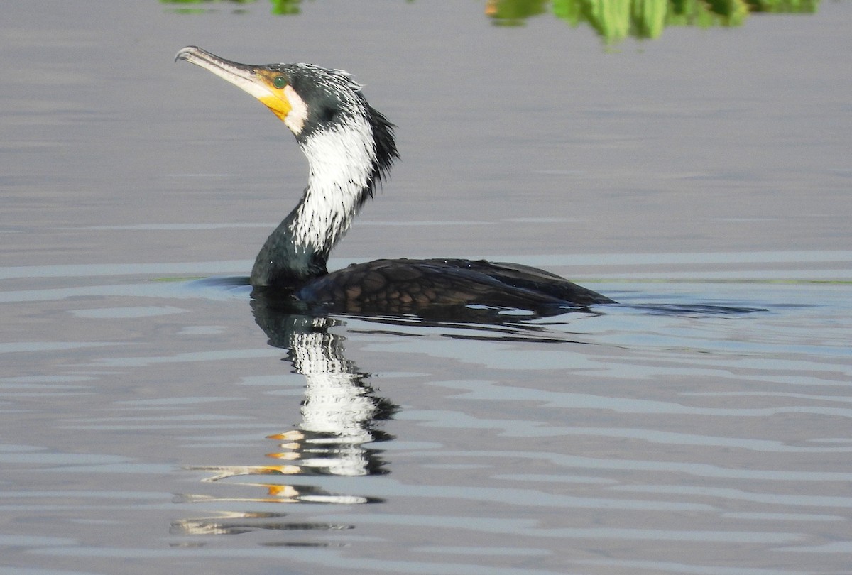 Great Cormorant - ML616066303