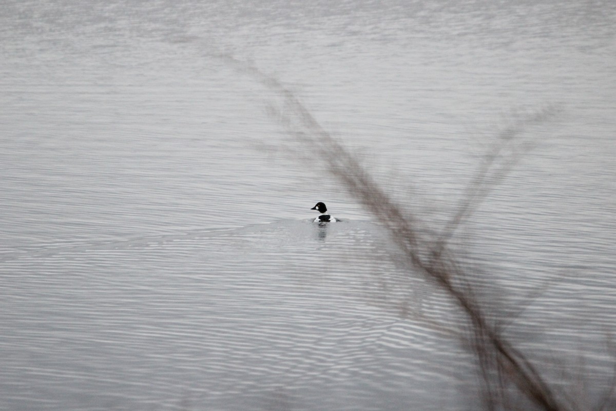 Common Goldeneye - ML616066304