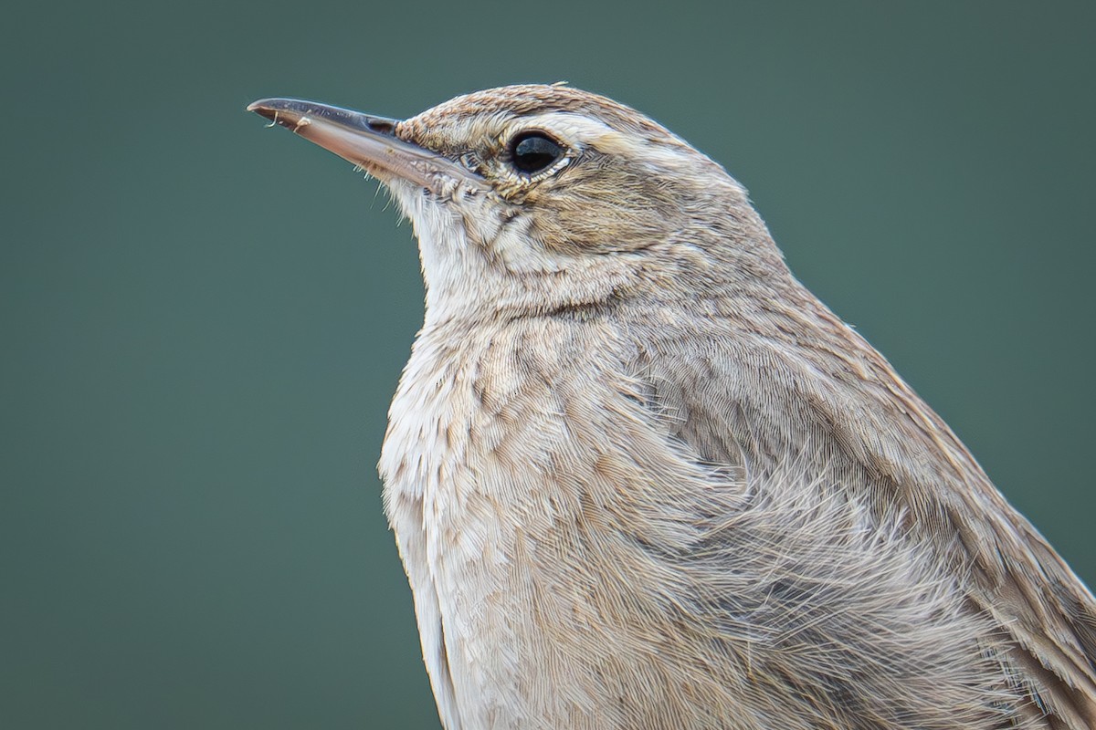 Long-billed Pipit (Middle Eastern) - ML616066309
