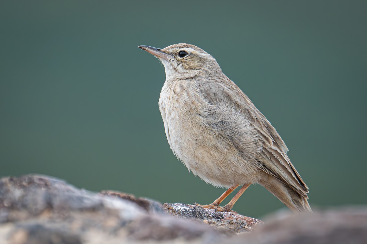 Long-billed Pipit (Middle Eastern) - ML616066310