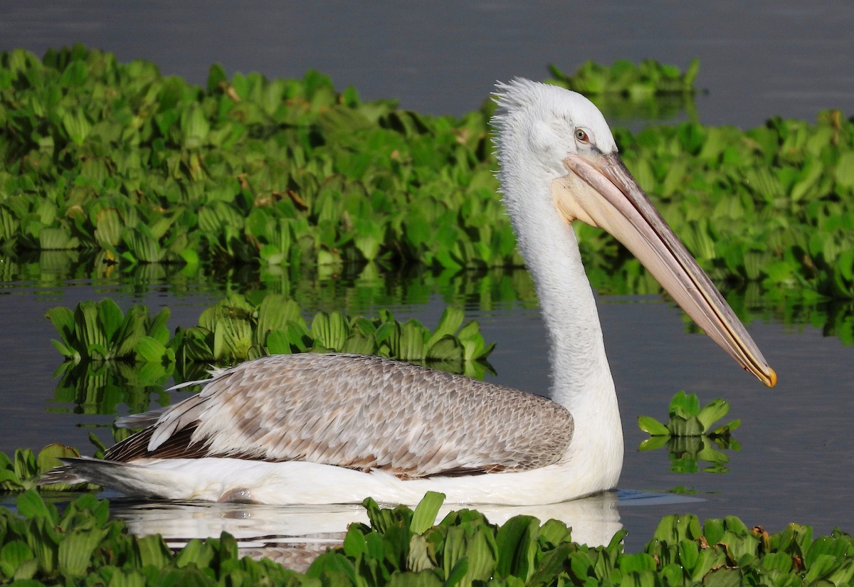 Dalmatian Pelican - ML616066311