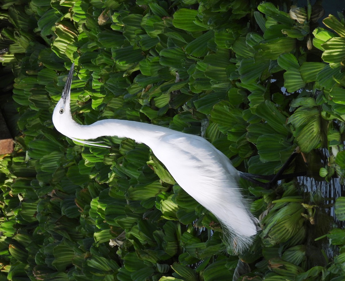 Little Egret - Vivek Sharma