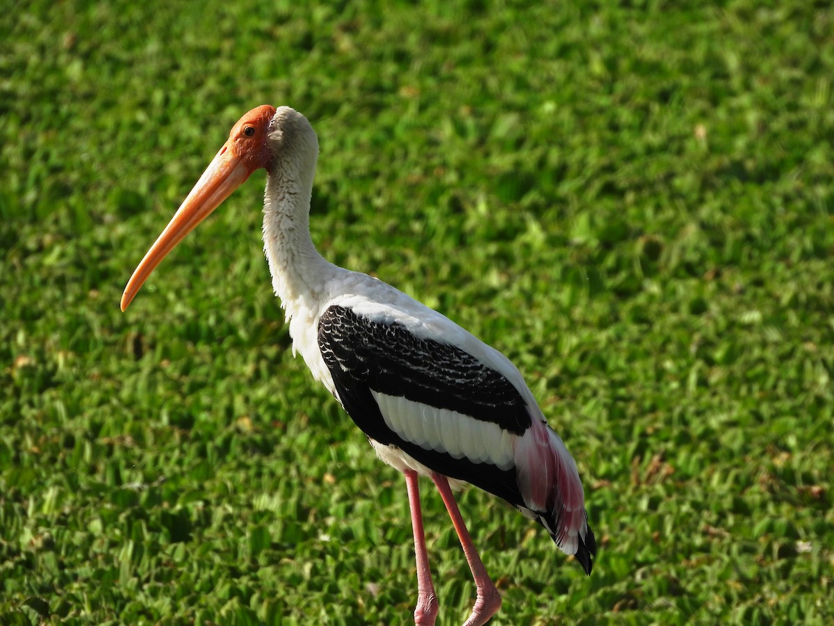 Painted Stork - ML616066328