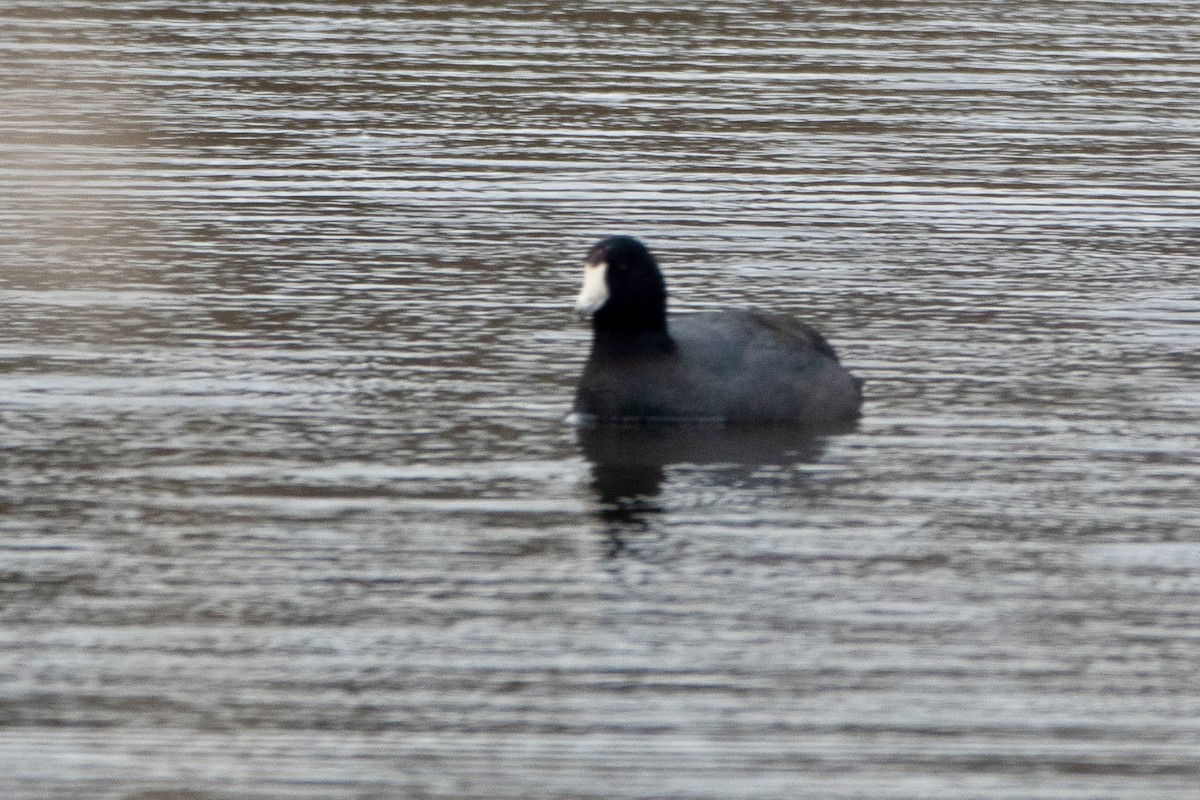 American Coot - ML616066335