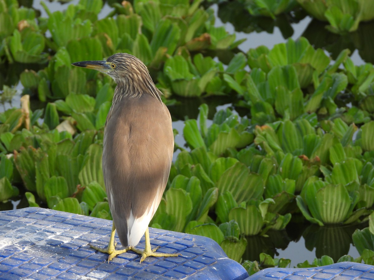 Indian Pond-Heron - ML616066337