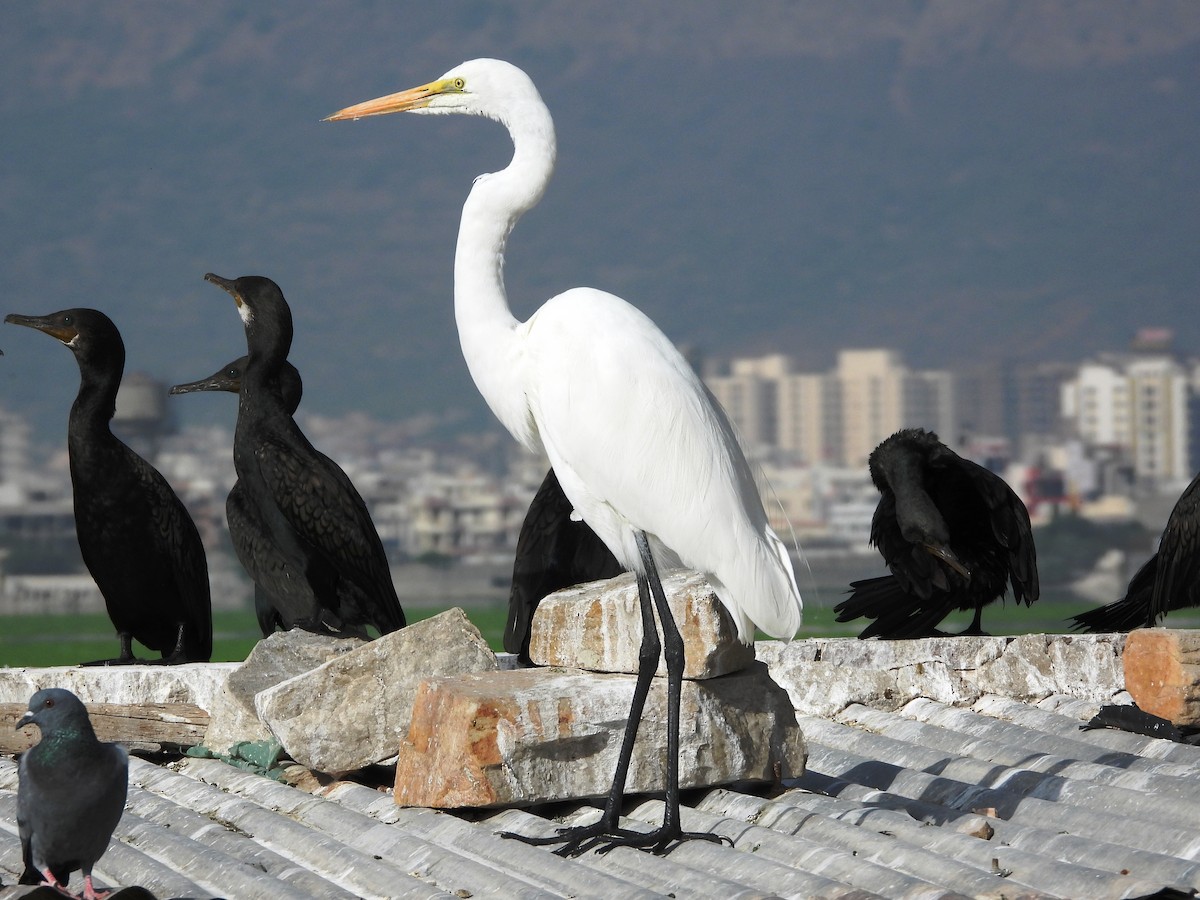 Great Egret - ML616066343