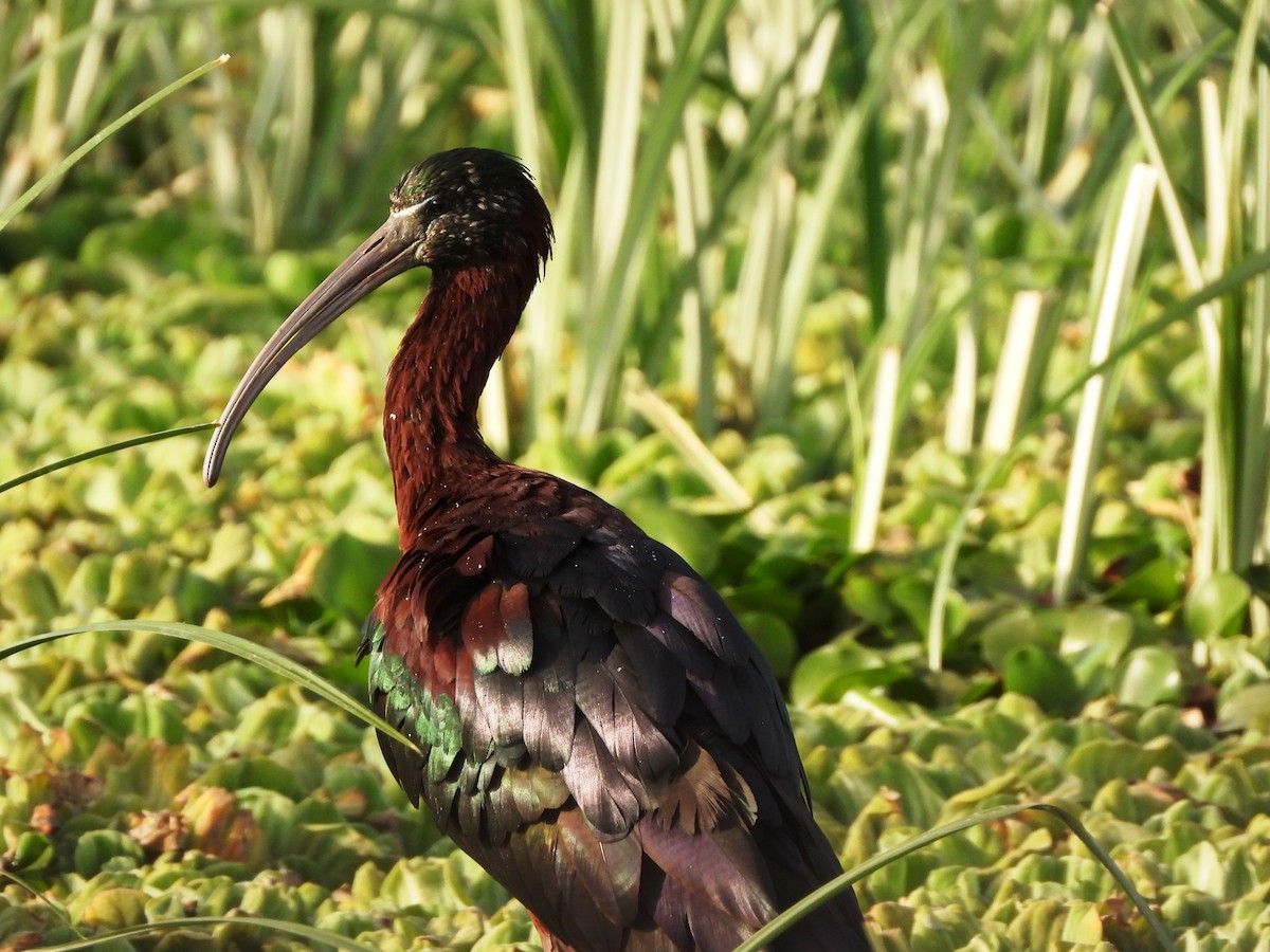 Glossy Ibis - ML616066352