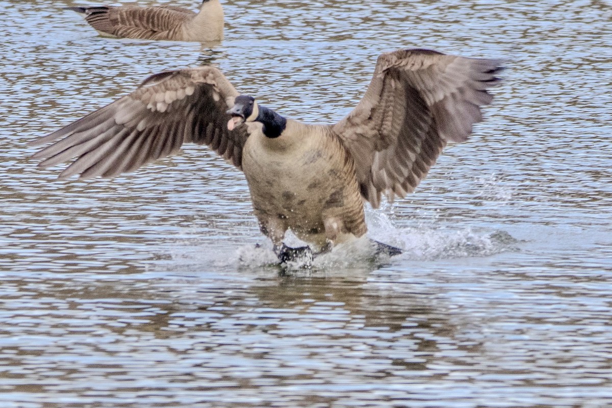 Canada Goose - ML616066355