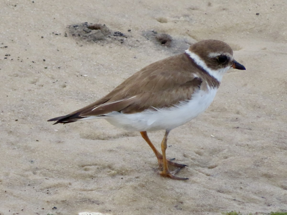 Semipalmated Plover - ML616066357