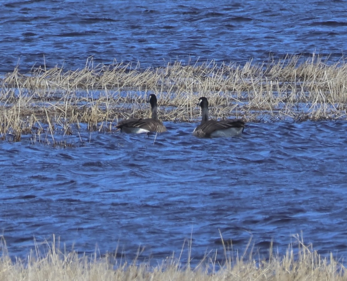 Canada Goose - ML616066360