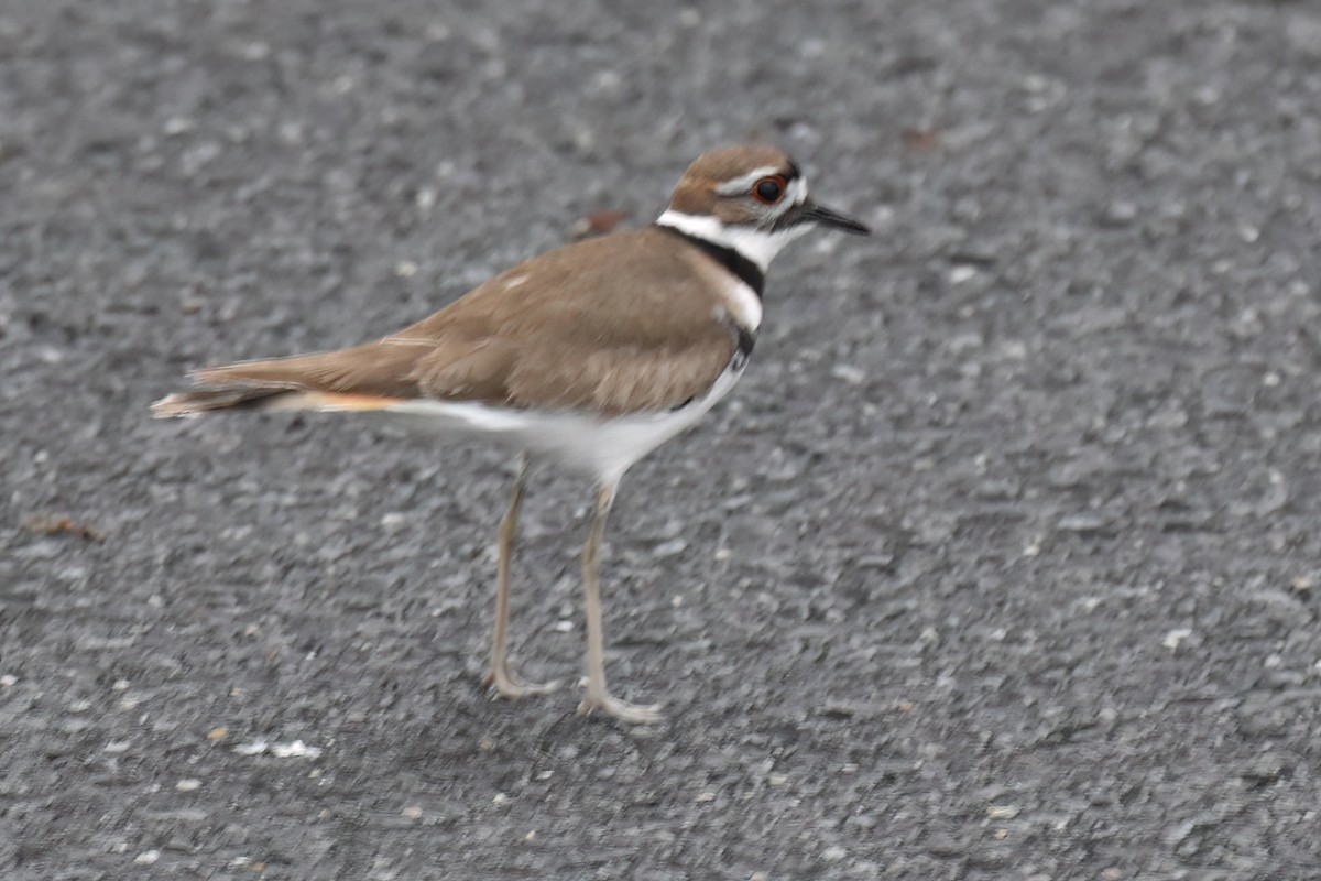 Killdeer - ML616066365