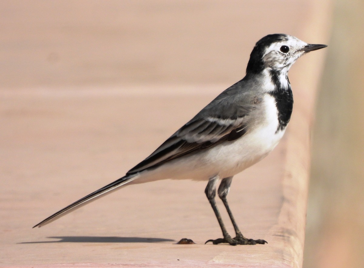 White Wagtail - ML616066368