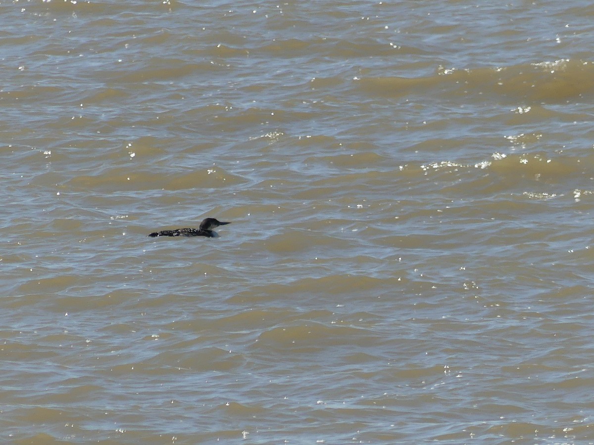 Common Loon - ML616066419