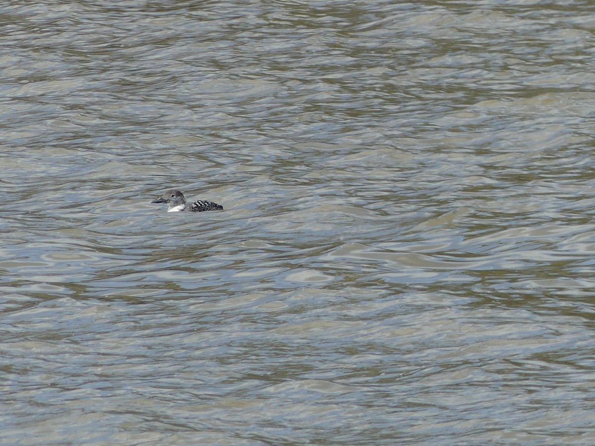 Common Loon - ML616066421