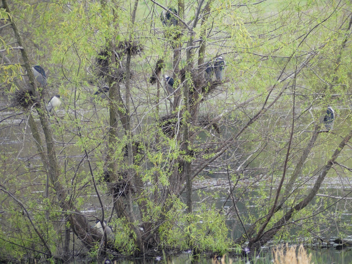 Black-crowned Night Heron - ML616066429