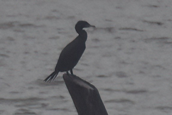 Neotropic Cormorant - ML616066431