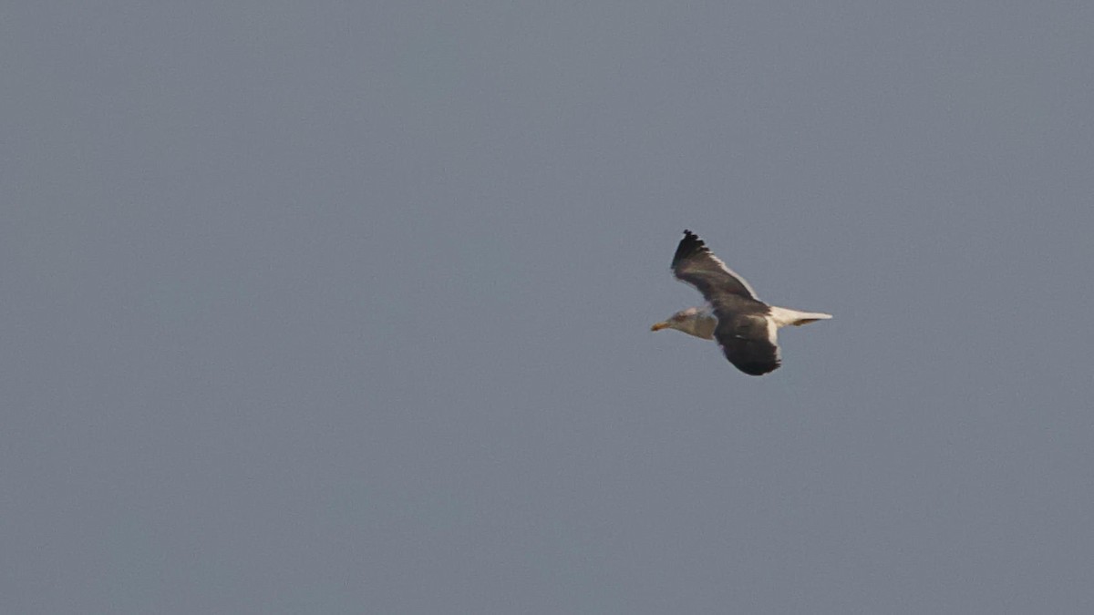 Lesser Black-backed Gull - ML616066443