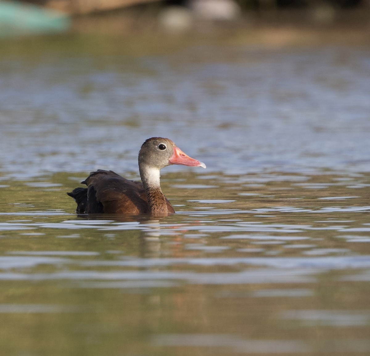 Black-bellied Whistling-Duck - David Wallace