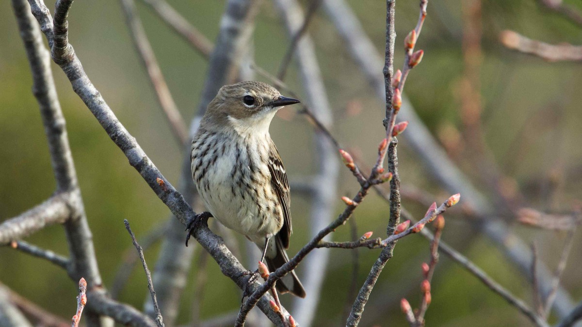 Yellow-rumped Warbler - ML616066452