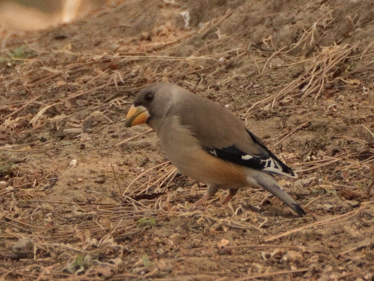 Yellow-billed Grosbeak - ML616066531