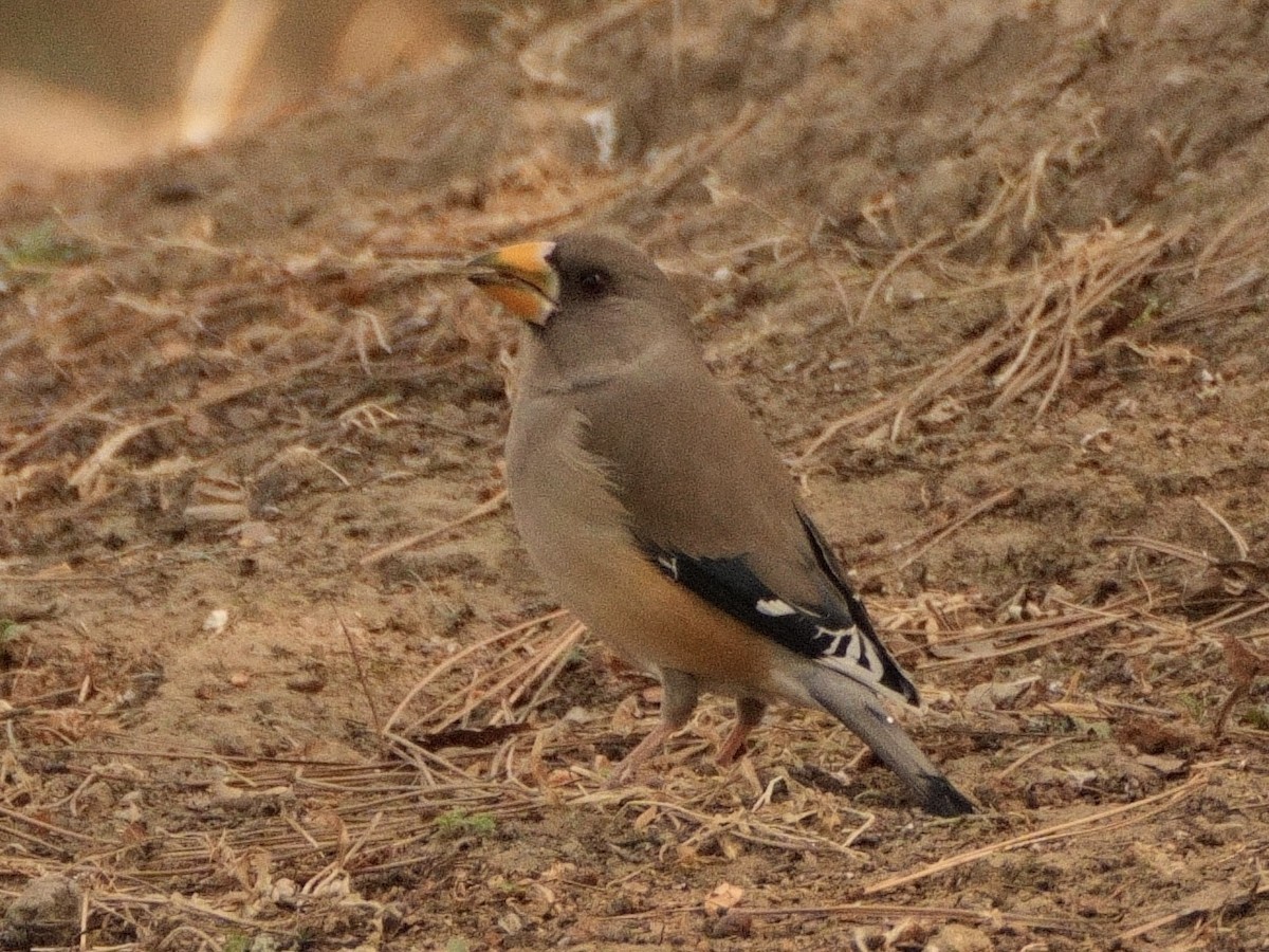 Yellow-billed Grosbeak - ML616066533