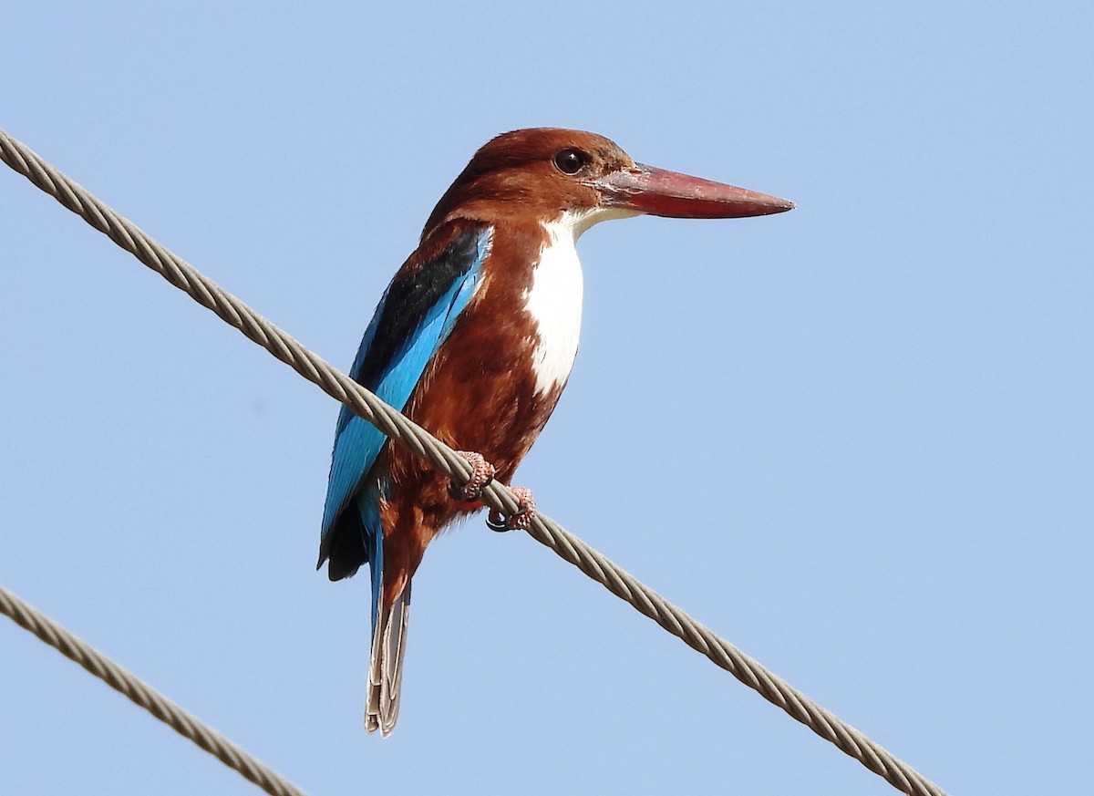 White-throated Kingfisher - ML616066543