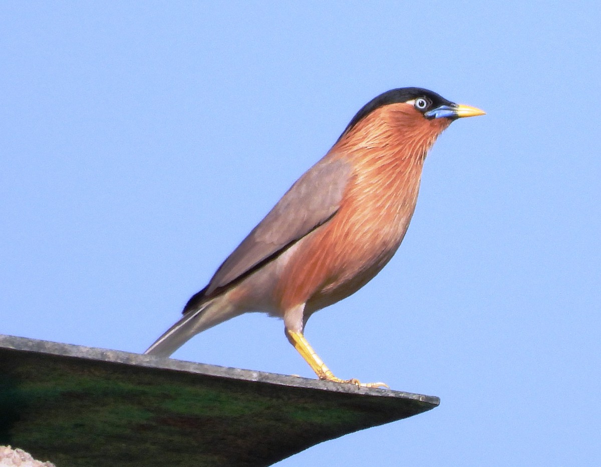 Brahminy Starling - ML616066567