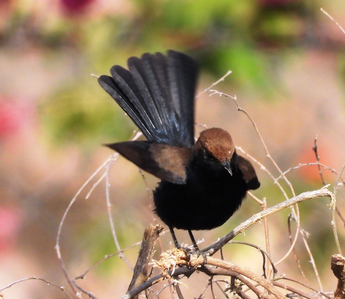 Indian Robin - ML616066568