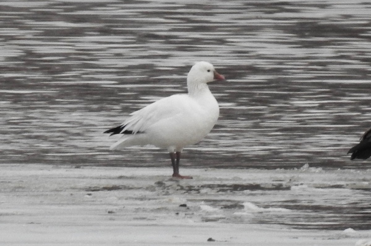 Ross's Goose - ML616066594