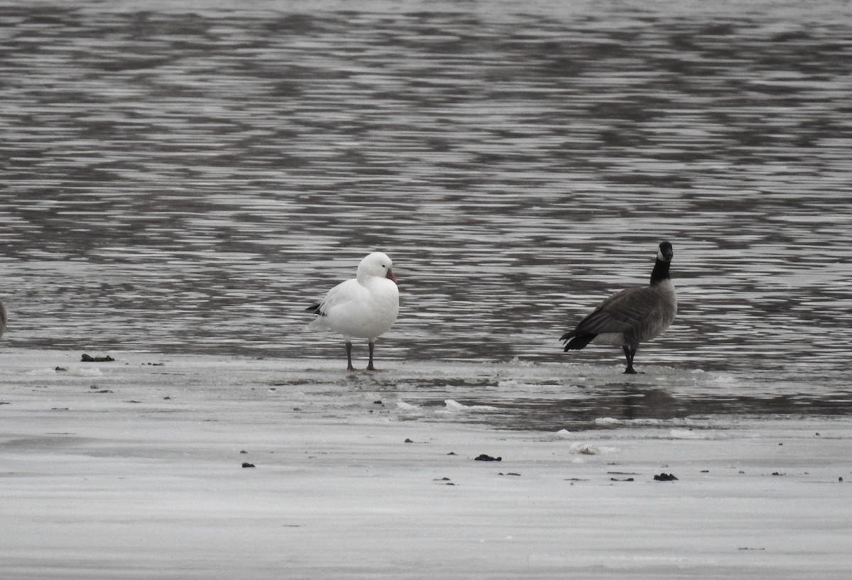 Ross's Goose - ML616066595