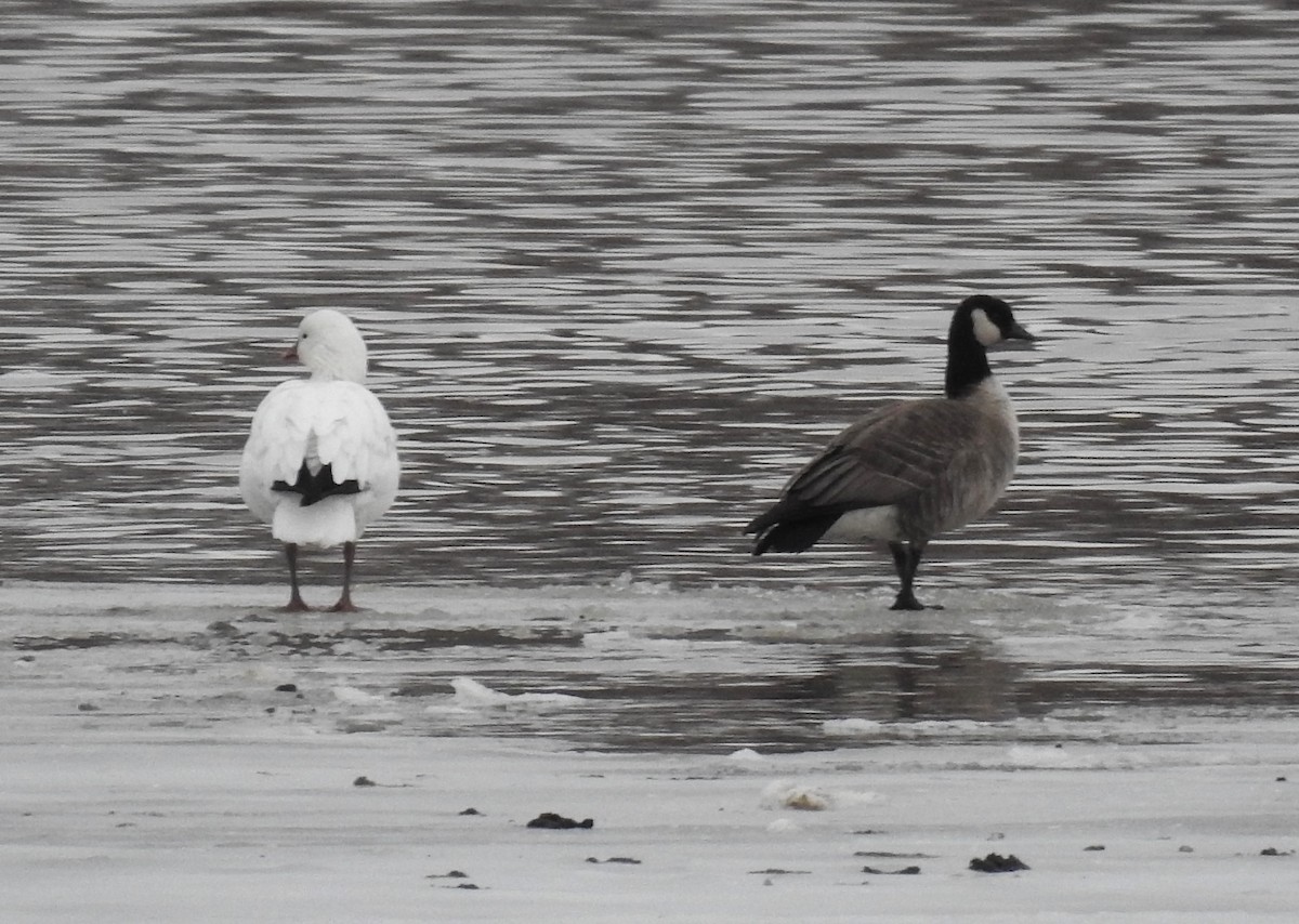 Ross's Goose - ML616066596