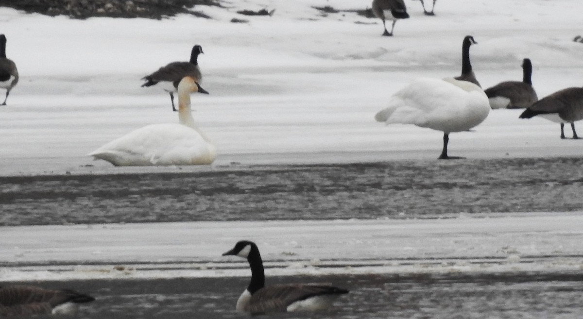 Cygne trompette - ML616066617