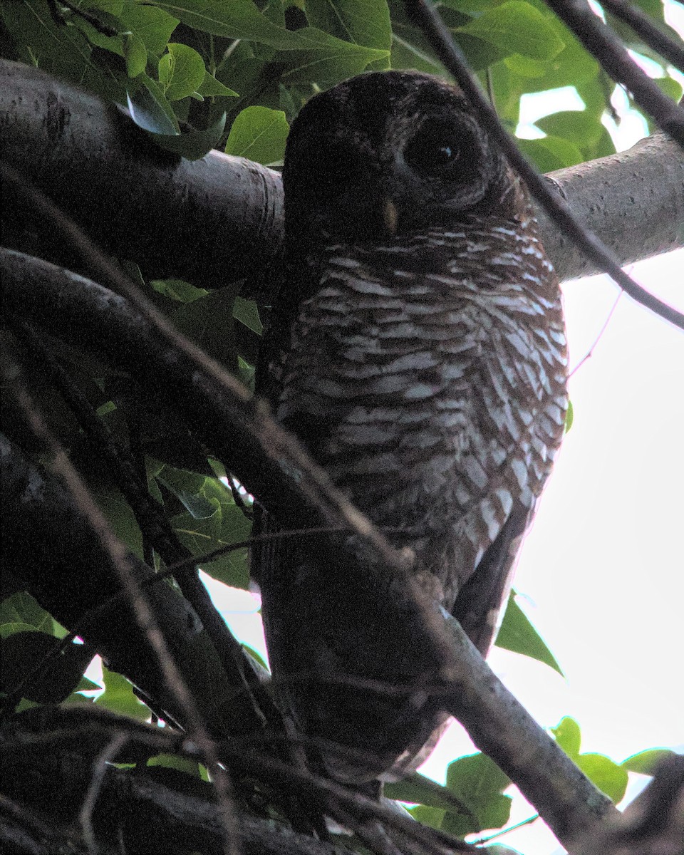 African Wood-Owl - ML616066629