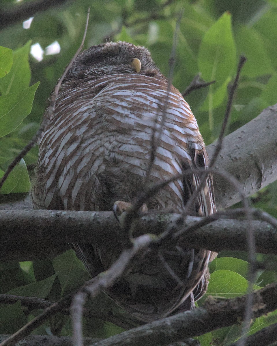 African Wood-Owl - ML616066630