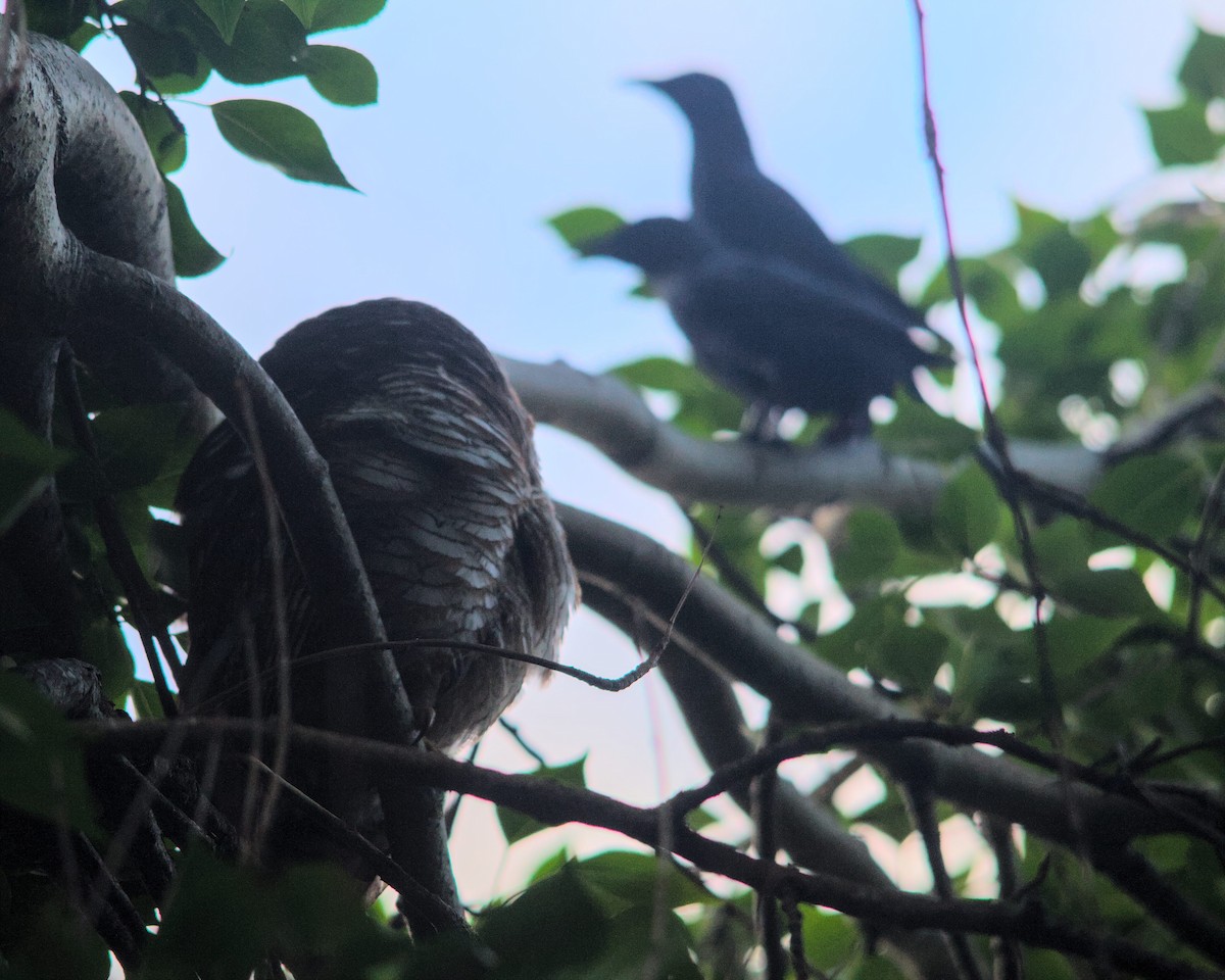 African Wood-Owl - ML616066631