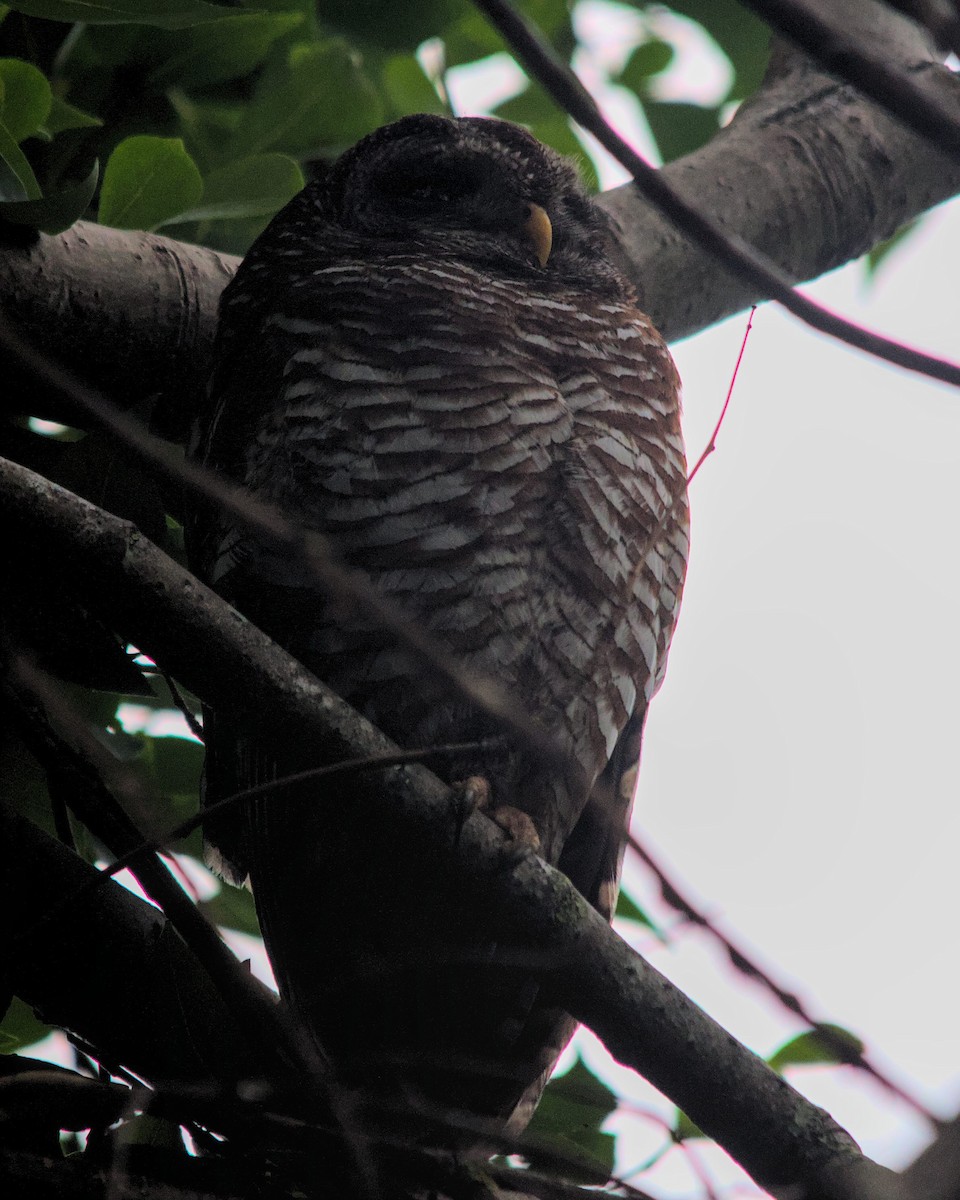 African Wood-Owl - ML616066634