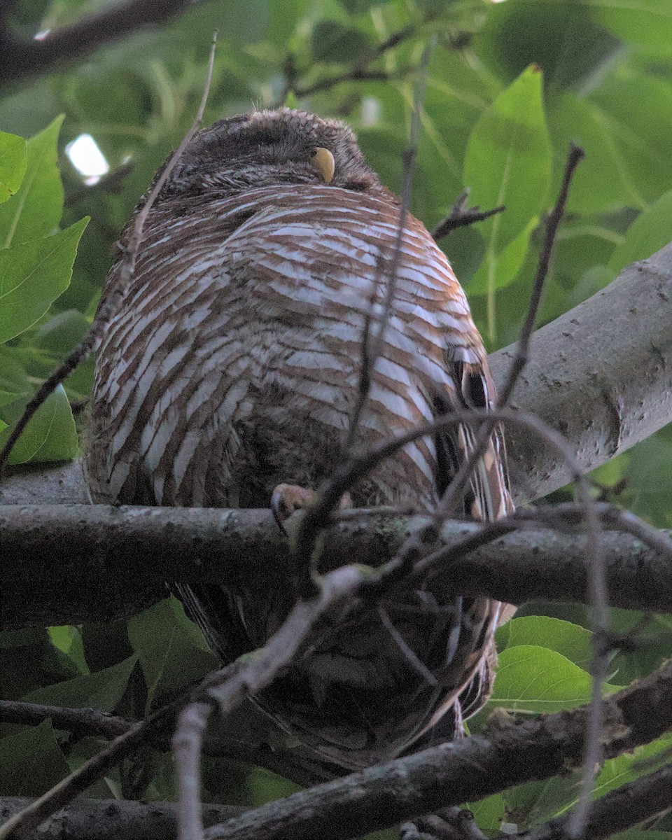 African Wood-Owl - ML616066635